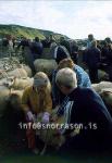 hs014372-01.jpg
réttir, vesturskaftafellsýsla, sheep-gathering, south Iceland
