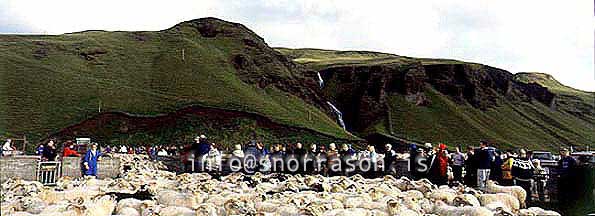 hs014025-01.jpg
réttir, vesturskaftafellsýsla, sheep-gathering, south Iceland, smölun