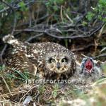 hs015194-01.jpg
Brandugla, ugl, owl
