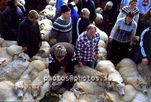 hs014398-01.jpg
kindur, sauðfé, réttir, sheep, sheep gathering