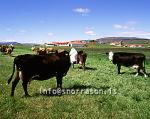 hs005086-01.jpg
Kýr, cows,  Landsveit