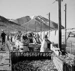 ss01836-01.jpg
Dalvík, síld 1959