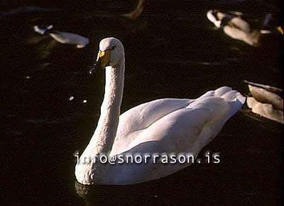 hs011625-01.jpg
svanur, Swan