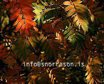 hs0116936-01.jpg
laufblöð,lauf, haustlitir,  leaves