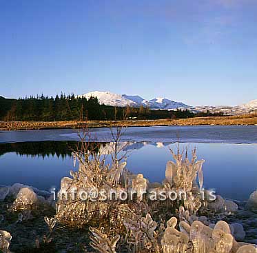 hs012256-01.jpg
frosinn gróður, Þingvellir,iced vegetation, from Thingvellir