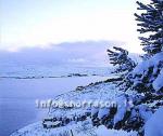 hs011850-01.jpg
gróður í vetrarbúningi, vegetation cocered with snow