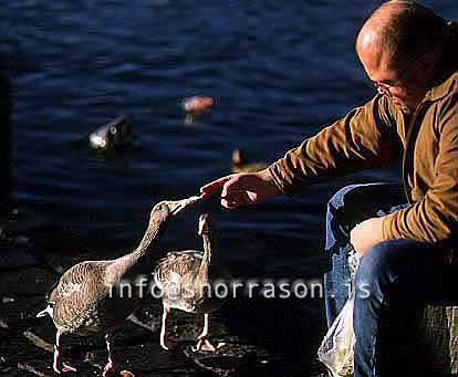 hs011638-01.jpg
maður að gefa gæsum, man feeding gooses