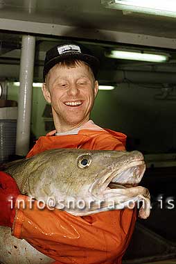 hs001948-01.jpg
sjómaður, maður með fisk, man holding a fish