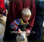 hs014389-01.jpg
réttir, vesturskaftafellsýsla, sheep-gathering