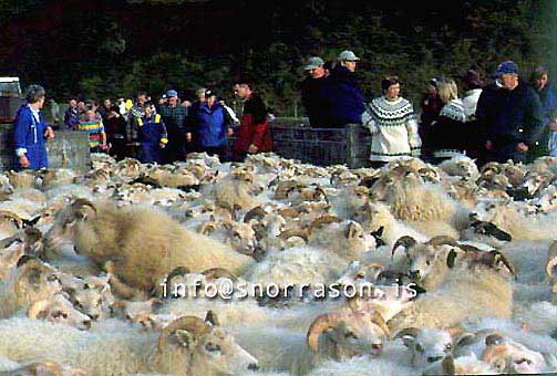 hs014387-01.jpg
réttir, vesturskaftafellsýsla, sheep-gathering