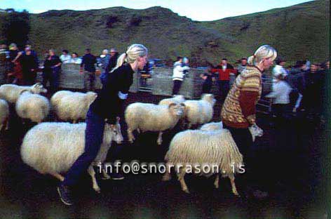 hs014383-01.jpg
réttir, vesturskaftafellsýsla, sheep-gathering