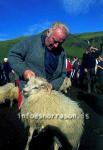 hs014379-01.jpg
réttir, vesturskaftafellsýsla, sheep-gathering, farmer, bóndi