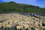 hs014376-01.jpg
réttir, vesturskaftafellsýsla, sheep-gathering, south Iceland