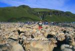 hs014375-01.jpg
réttir, vesturskaftafellsýsla, sheep-gathering, south Iceland