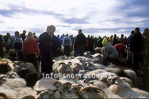 hs014373-01.jpg
réttir, vesturskaftafellsýsla, sheep-gathering, south Iceland