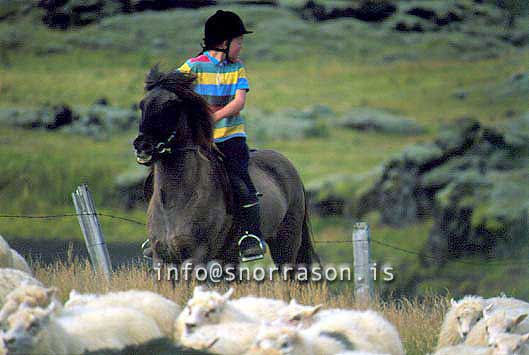 hs014371-01.jpg
réttir, vesturskaftafellsýsla, sheep-gathering, south Iceland