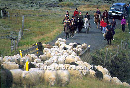 hs014370-01.jpg
réttir, vesturskaftafellsýsla, sheep-gathering, south Iceland