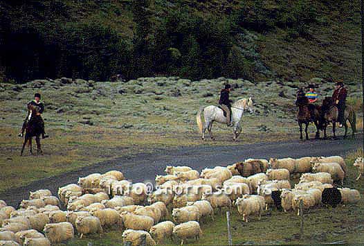 hs014369-01.jpg
réttir, vesturskaftafellsýsla, sheep-gathering, south Iceland