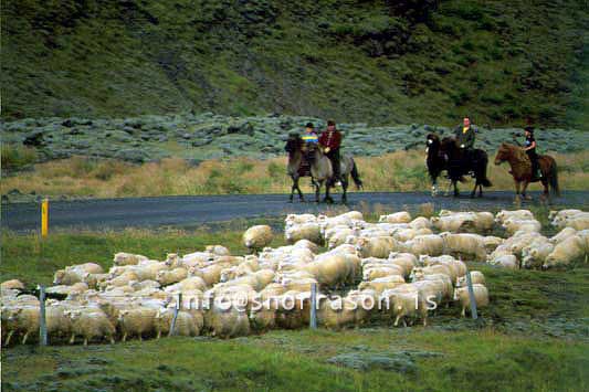 hs014368-01.jpg
réttir, vesturskaftafellsýsla, sheep-gathering, south Iceland, smölun