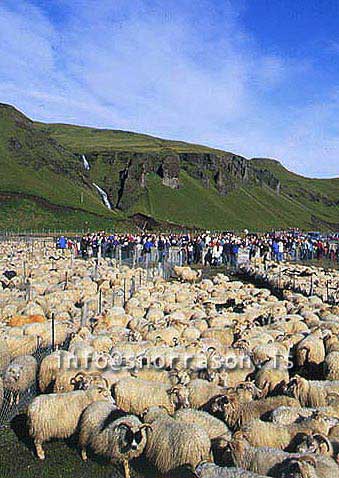 hs014367-01.jpg
réttir, vesturskaftafellsýsla, sheep-gathering, south Iceland