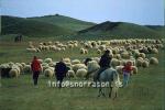 hs014363-01.jpg
réttir, vesturskaftafellsýsla, sheep-gathering, south Iceland, smölun