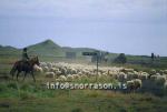 hs014362-01.jpg
réttir, vesturskaftafellsýsla, sheep-gathering, south Iceland, smölun