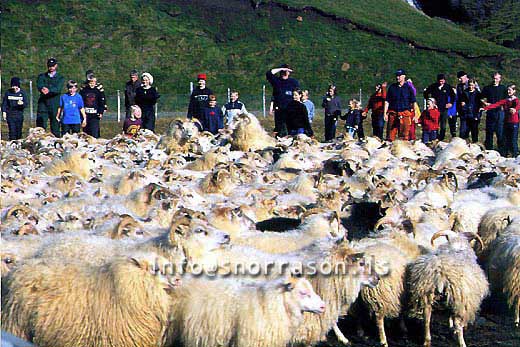 hs014356-01.jpg
réttir, vesturskaftafellsýsla, sheep-gathering, south Iceland, smölun