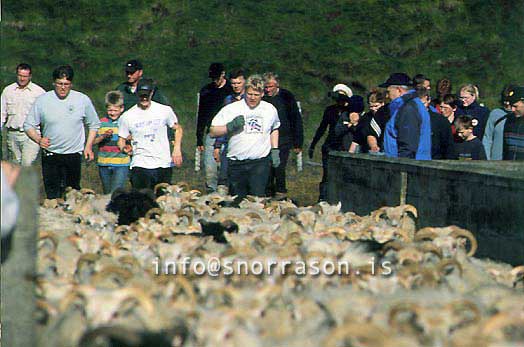 hs014348-01.jpg
réttir, vesturskaftafellsýsla, sheep-gathering, south Iceland, smölun