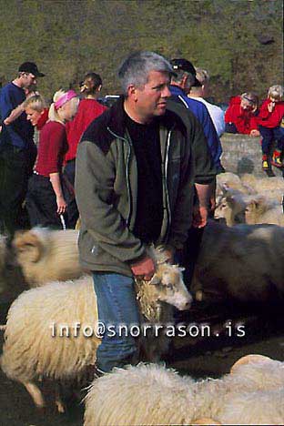 hs014347-01.jpg
réttir, vesturskaftafellsýsla, sheep-gathering, south Iceland, smölun