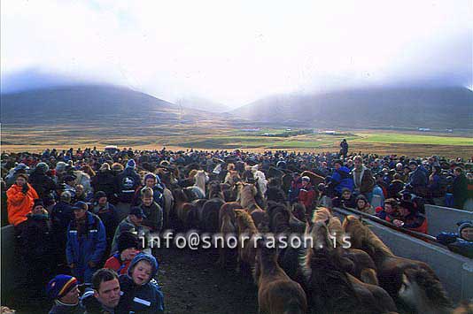 hs014326-01.jpg
í Hjaltadal, Skagafjörður, Laufskálarétt, hestaréttir, 
horse gathering