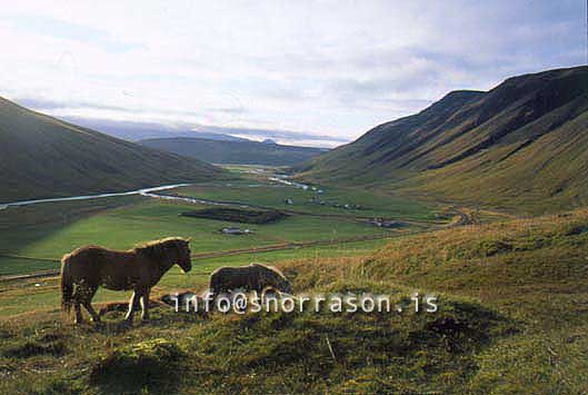 hs014313-01.jpg
í Svartárdal, hross í haga, Svartárdalur valley, north Iceland