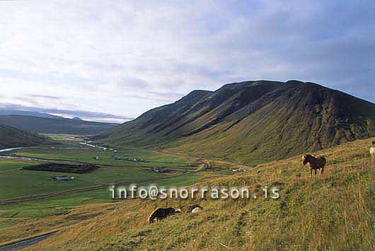 hs014312-01.jpg
í Svartárdal, hross í haga, Svartárdalur valley, north Iceland