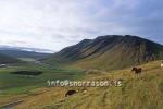 hs014312-01.jpg
í Svartárdal, hross í haga, Svartárdalur valley, north Iceland