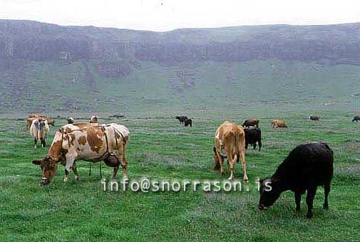 hs014160-01.jpg
Kýr á beit, kýr, cows