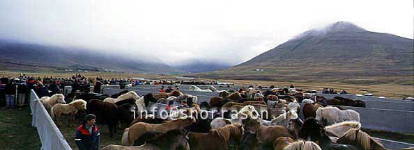 hs014053-01.jpg
í Hjaltadal, Skagafjörður, Laufskálarétt, hestaréttir, 
horse gathering