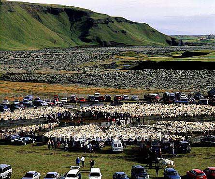 hs013998-01.jpg
réttir, vesturskaftafellsýsla, sheep-gathering, south Iceland, smölun