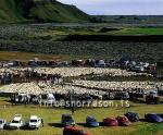 hs013996-01.jpg
réttir, vesturskaftafellsýsla, sheep-gathering, south Iceland, smölun