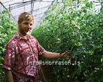 hs005522-01.jpg
Gródurhús, Greenhouse