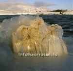 hs007143-01.jpg
Hvönn í vetrarbúningi
frosen vegetation