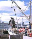 hs012815-01.jpg
Lúða, löndun á Lúðu, löndun, landing