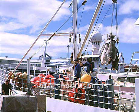 hs012814-01.jpg
Lúða, löndun á Lúðu, löndun, landing