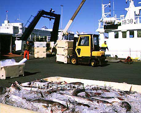 hs012686-01.jpg
Fiskur á ís, fish, löndun, landing