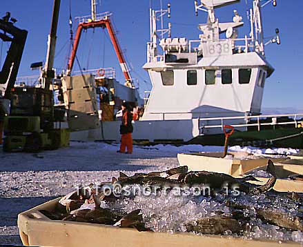 hs012276-01.jpg
Löndun á fiski, Þorskur, fiskiker