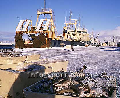 hs012257-01.jpg
Löndun á fiski, löndun, landing