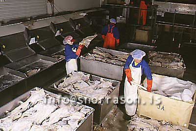 hs009512-01.jpg
Saltfiskvinnsla
