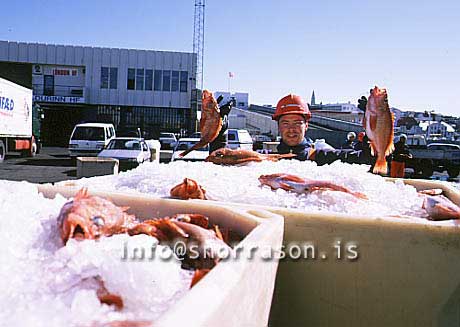 hs007541-01.jpg
sjómaður, fisherman, sjómaður heldur á fiski