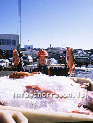 hs007540-01.jpg
sjómaður, fisherman, sjómaður heldur á fiski