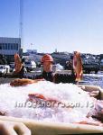 hs007540-01.jpg
sjómaður, fisherman, sjómaður heldur á fiski