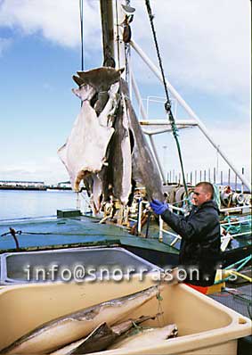 hs006560-01.jpg
Lúða, löndun, landing