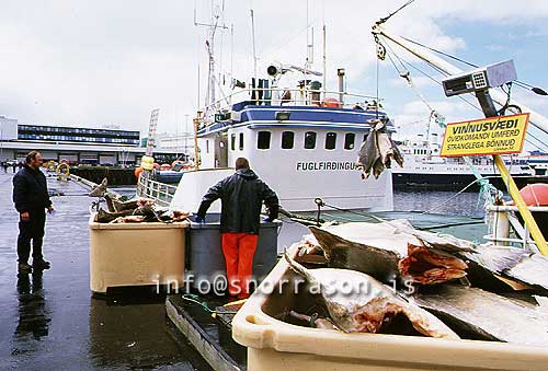 hs006559-01.jpg
Lúða, löndun, landing